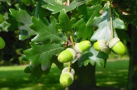 Магические растения_Дуб