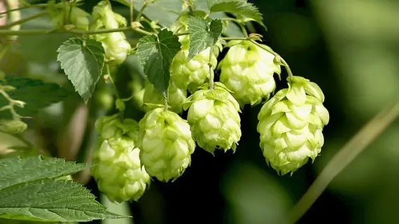Магические растения_Хмель