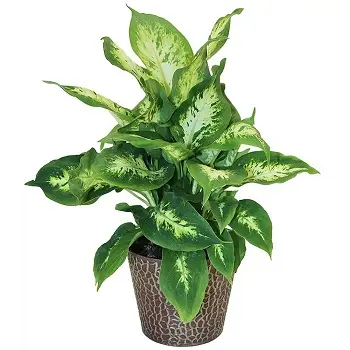 Магические растения_Диффенбахия