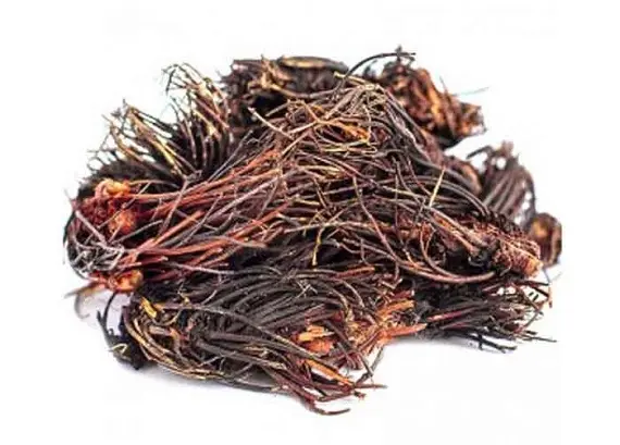 Корень красной щетки