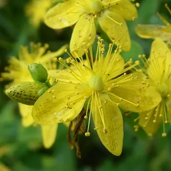 Магические растения_Зверобой