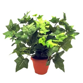 Магические растения_Плющ