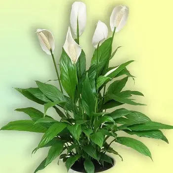 Магические растения_Спатифиллум