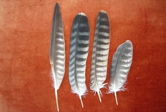 Перья ястреба