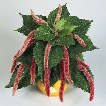 Магические растения_Акалифа