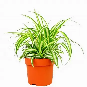 Магические растения_Хлорофитум