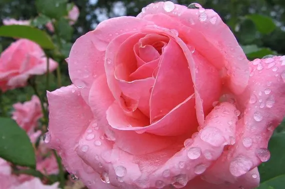 Магические растения_Роза