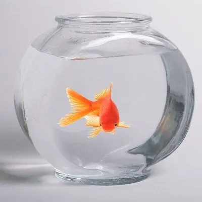 Аквариум с золотой рыбкой_Фен-шуй для бизнеса Аквариум с золотой рыбкой_Фен-шуй для бизнеса