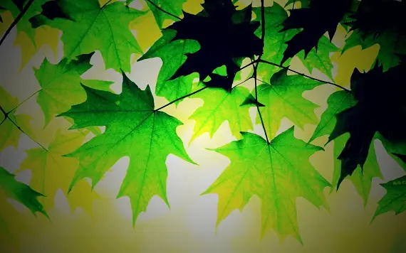 Праздник Лита_гадания на клене кленовые листья_праздник Лита.jpg