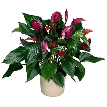 Магические растения_Антуриум