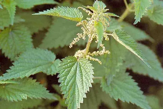 Магические растения_Крапива