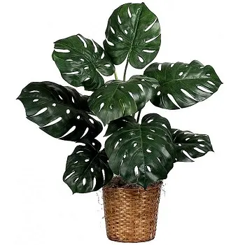 Магические растения_Монстера