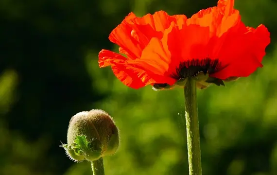 Магические растения_Мак