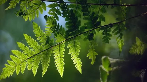 Праздник Лита_гадания на папоротнике ветки_праздник Лита.jpg