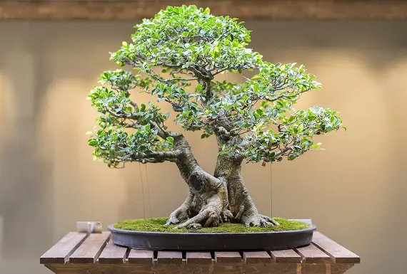 Магические растения_Бонсай