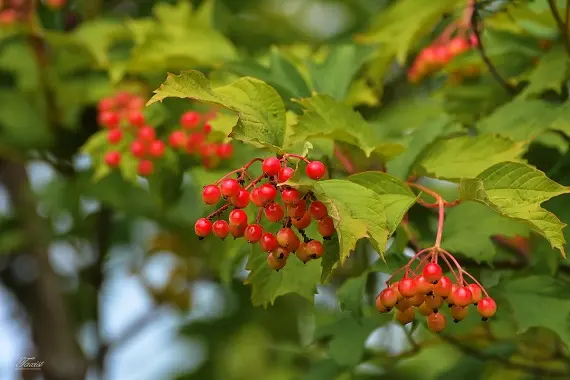 Магические растения_Калина